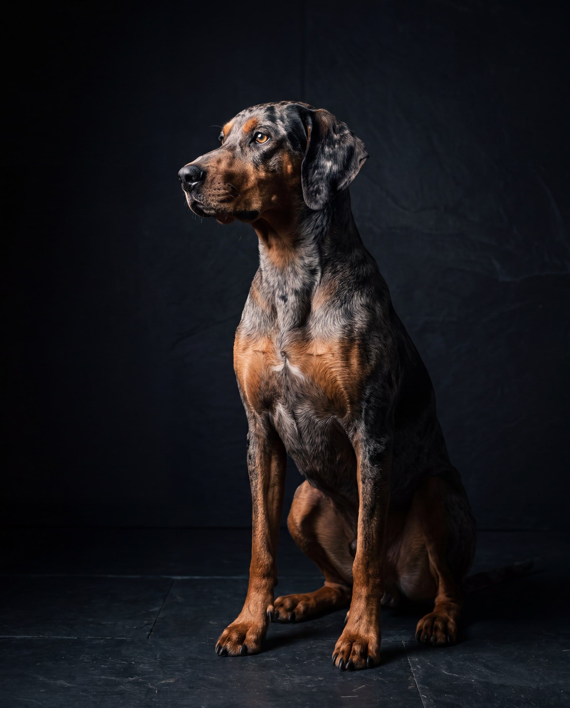 A hunting dog with a merle coat sits in the dark and looks intently into the light